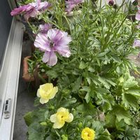 ラナンキュラス　ラックス,ラナンキュラス ラックスエリス,ラナンキュラスラックス ハリオス,ラナンキュラスラックス ティーバ,ラナンキュラスラックス アルテミスの画像