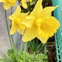 スイセン,ネモフィラ,クルクル,ブルーの花,花のある暮らしの画像