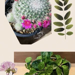 サボテン,マミラリア 玉翁,かわいい,サボテンの花,楽しみ〜の画像