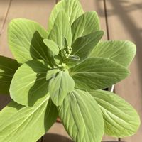 チンゲンサイ,はるが来た！,育てて食べる,おうちde菜園,テラスの画像