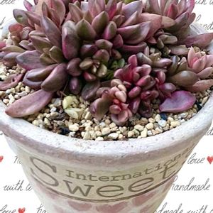 チョコレート錦,多肉植物,自作リメ鉢,埼玉タニラー,錦の日の画像