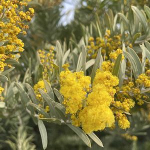 アカシアブルーブッシュ,花のある暮らし,花が好き,大好きな花,庭の景色✽の画像