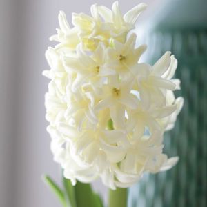ヒヤシンス,植物,グリーンのある暮らし,グリーン！グリーン！グリーン！,ヒヤシンスの花の画像