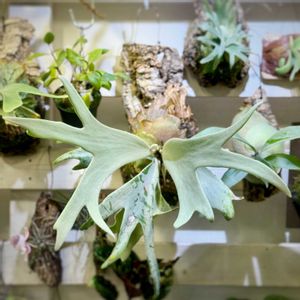 ビカクシダ ウィリンキー,カッパーウィル,ウィリンキー Copper Will,観葉植物,シダ植物の画像