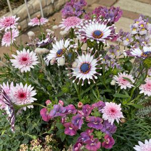 アリッサム,アリッサム,ネメシア,ネメシア,マーガレットの画像