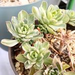アエオニウム 香妃錦の一覧｜?GreenSnap（グリーンスナップ）