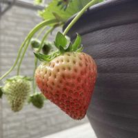 イチゴ,いちご,プランター栽培,ベランダの画像