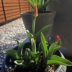 チューリップ,観葉植物,水耕栽培,球根,球根植物の画像