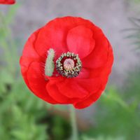 ポピー,Service diary,Spring special event  diaryの画像