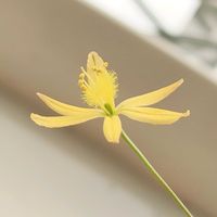 ブルビネ　メセンブリアントイデス,ブルビネ属　メセンブリアントイデス,ブルビネ属　メセンブリアントイデス,ブルビネ属　メセンブリアントイデス,ブルビネ属　メセンブリアントイデスの画像
