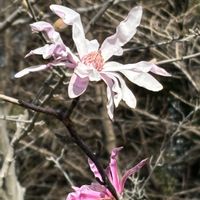 シデコブシ,オガタマノキ,公園,常緑高木,日本固有種の画像