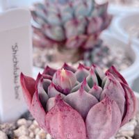 七福美尼（しちふくびに）,多肉植物,つぼみ,ベランダ多肉,多肉のある暮らしの画像