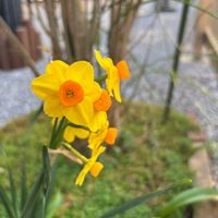 アセロラ,スイセン,ビオラ,アカタテハ,蝶 ちょうの画像