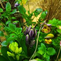 ヒヤシンス,球根,植物がある暮らし,こまりねこ ヒヤシンスの画像