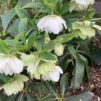 クリスマスローズ,ビオラ,小さな庭の画像