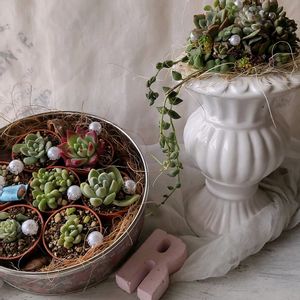 寄せ植え,多肉植物,ドライフラワー,多肉寄せ植え,ガーデニングの画像