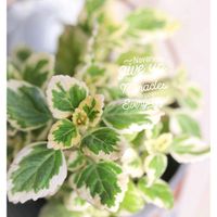 アロマティカス,アロマティカス斑入り,多肉植物,ハーブ,多肉大好きの画像
