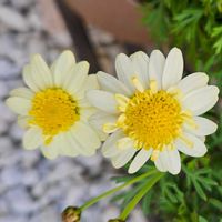 ボンザマーガレット　レモンイエロー,鉢植え,明るい日陰,プランター,ガーデニング初心者の画像