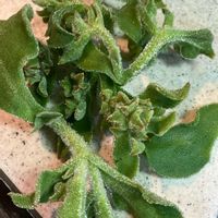 アイスプラントの画像