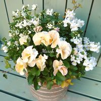 ビオラ,寄せ植え,可愛い,癒し,ビオラ・パンジーの画像
