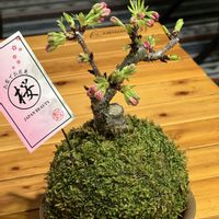 苔玉,苔 (コケ),旭山桜の苔玉,さくらの画像