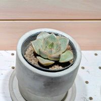エケベリア 大和錦,エケベリア 大和錦,多肉植物,多肉初心者,多肉ちゃんの画像