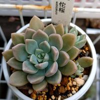 エケベリア,佗桜,佗桜,多肉植物,love&peaceの画像