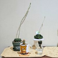 サボテン,多肉植物,復興祈願,花友さんに感謝,ＧＳの皆様に感謝の画像