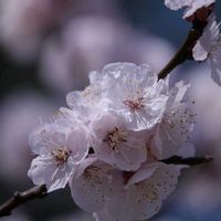 アンズ,スモモ,スモモ,ベニバスモモ,ベニバスモモの画像