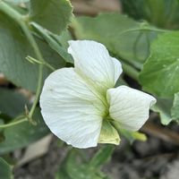 スナップエンドウ,白い花,iPhone撮影,ホッコリ,小さな畑の画像