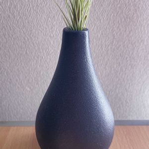 チランジア,エアプランツ,iPhone撮影,asingleflowervase,リビング・ダイニングの画像