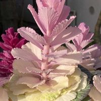 ハボタン,ハボタン,公園,観葉植物,鉢植えの画像