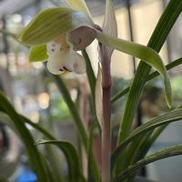 春蘭,山野草,花のある暮らし,今日のお花,繋がりに感謝✨の画像