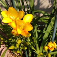 花のある暮らし,ミッチの会,ユスラウメとフリージャ,小さな庭の画像