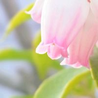 アセビ,馬酔木(アセビ）,お花,ピンクの花,ピンクのお花の画像
