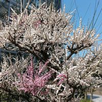 可愛い,花のある暮らし,綺麗,癒しのひと時,スマホ撮影の画像