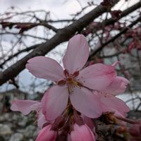 枝垂れ桜,シダレザクラ,桜,開花,畑の画像