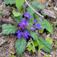キランソウ,山野草,野草,花のある暮らし,野の花の画像