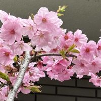 陽光桜,陽光桜,花のある暮らし,ご近所さんの画像