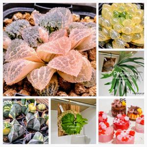 リトープス,ハオルチア,多肉植物,サボテン科,イベントの画像