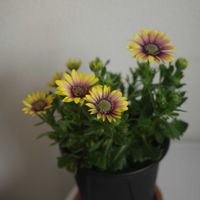 オステオスペルマム,オステオスペルマム,開花,お花,鉢花の画像