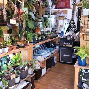 多肉植物,ウラボシ科,ビカクシダ属,食中植物,塊根の画像