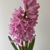 ヒヤシンス,お花,花のある暮らし,ヒヤシンス水栽培,新潟県の画像