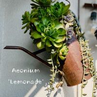 黒法師,カシミアバイオレット,レモネード,寄せ植え,多肉植物の画像