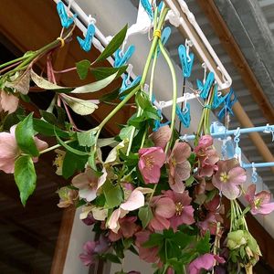 ドライフラワー,花のある暮らし, クリスマスローズ, クリスマスローズ,幸せな時間の画像