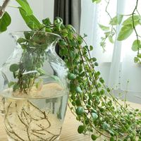カランコエ　フィフィ,観葉植物,お花,植物のある暮らし,ハンギングの画像