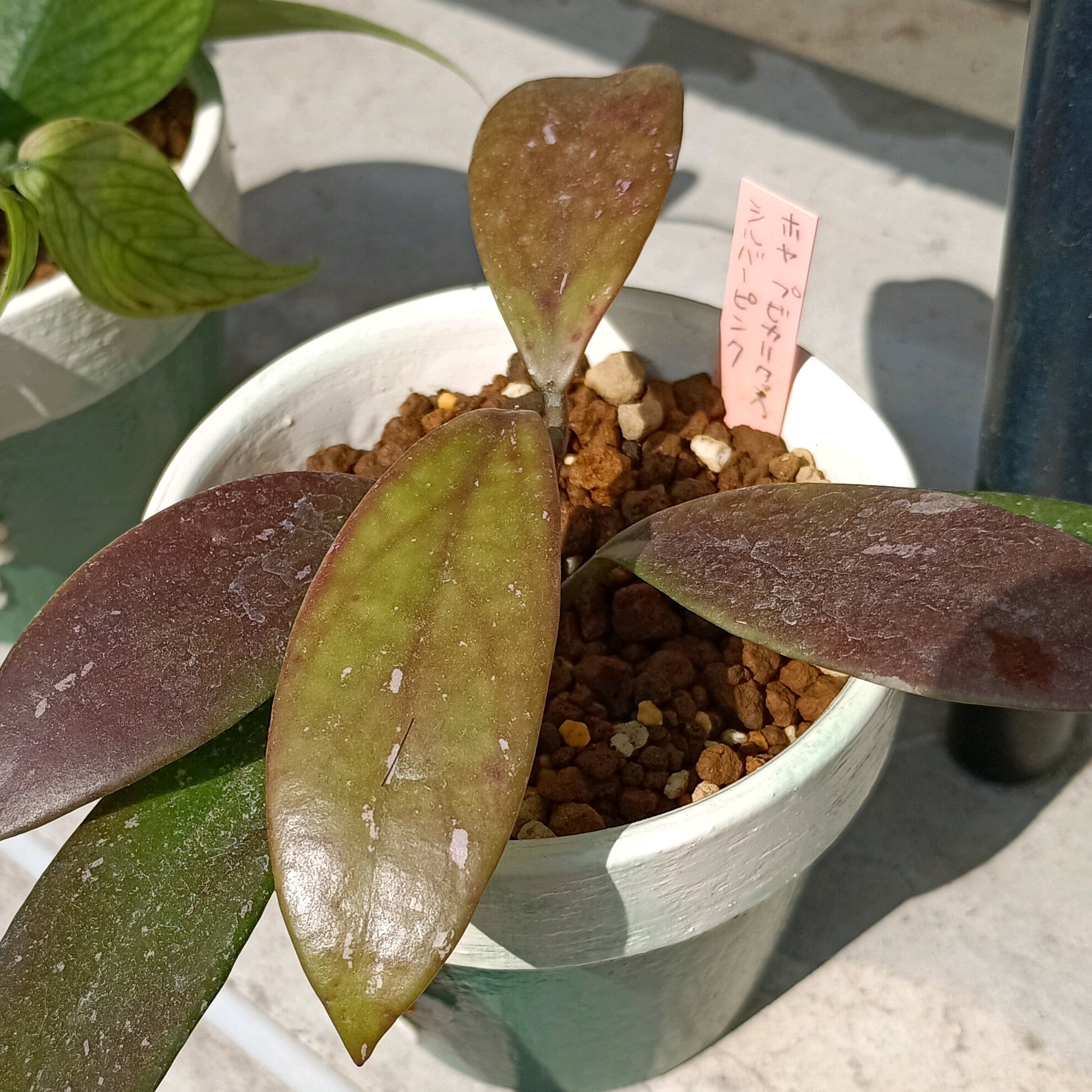 ホヤの植え替え｜🍀GreenSnap（グリーンスナップ）