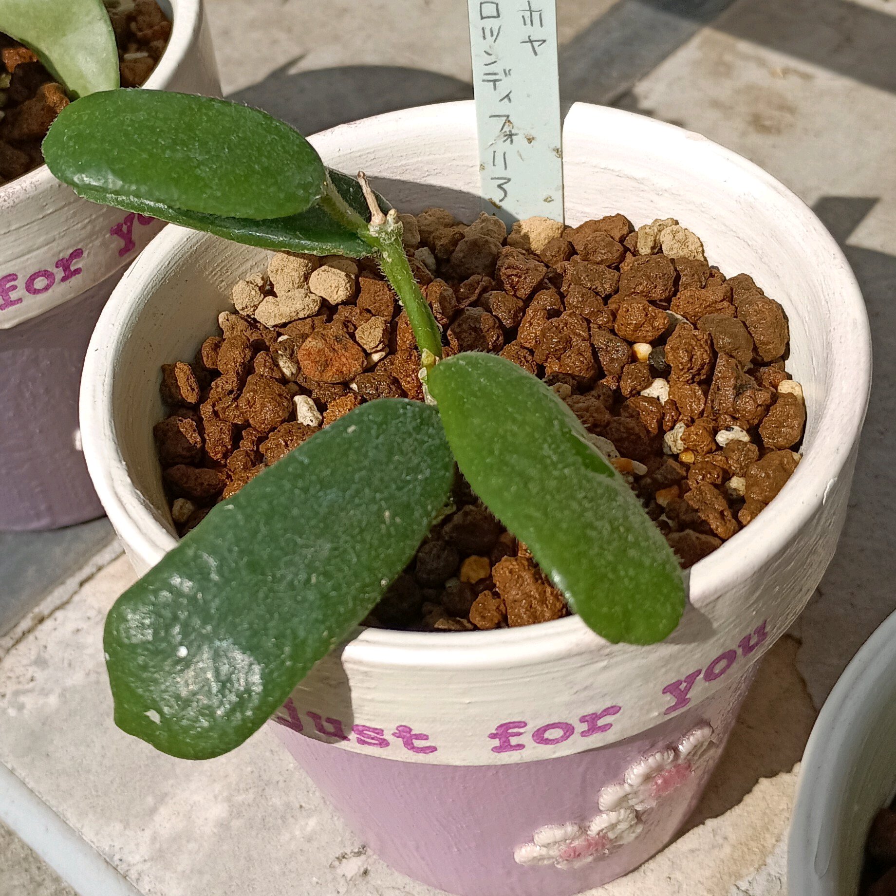ホヤの植え替え｜🍀GreenSnap（グリーンスナップ）