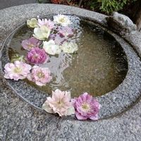 ツバキ,ツバキ,枝垂れ梅,枝垂れ梅,しだれ梅の画像