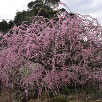 枝垂れ梅,しだれ梅,枝垂れ梅♡,龍尾神社 梅,龍尾神社 梅(1)の画像